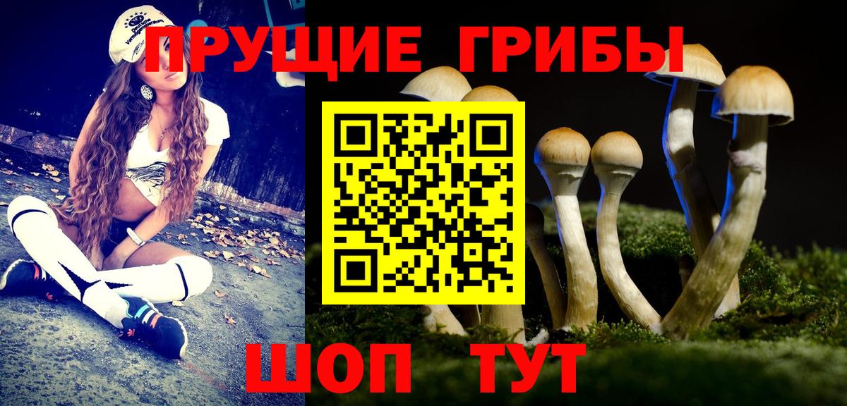 Майкоп  Псилоцибиновые грибы Psilocybine cubensis  Вход с VPN 