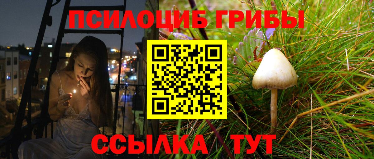Галлюциногенные грибы Psilocybine cubensis Майкоп
